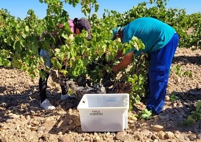 Bodegas Sobreño starts the grape harvest with favourable forecasts